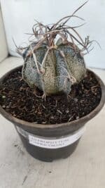 ASTROPHYTUM CAPRICÓRNIO Nº 401 – vaso 15 - Imagem 6