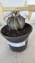 ASTROPHYTUM CAPRICÓRNIO Nº 401 – vaso 15