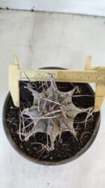 ASTROPHYTUM CAPRICÓRNIO Nº 401 – vaso 15 - Imagem 5