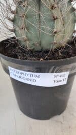 ASTROPHYTUM CAPRICÓRNIO Nº 402 – vaso 20 - Imagem 10