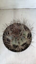 ASTROPHYTUM CAPRICÓRNIO Nº 402 – vaso 20 - Imagem 3