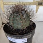 ASTROPHYTUM CAPRICÓRNIO Nº 402 – vaso 20