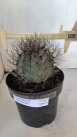 ASTROPHYTUM CAPRICÓRNIO Nº 402 – vaso 20