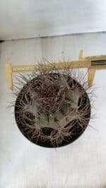 ASTROPHYTUM CAPRICÓRNIO Nº 402 – vaso 20 - Imagem 5