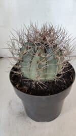ASTROPHYTUM CAPRICÓRNIO Nº 402 – vaso 20 - Imagem 9