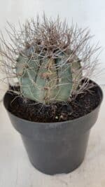 ASTROPHYTUM CAPRICÓRNIO Nº 402 – vaso 20 - Imagem 8