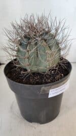 ASTROPHYTUM CAPRICÓRNIO Nº 402 – vaso 20 - Imagem 7