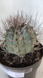 ASTROPHYTUM CAPRICÓRNIO Nº 402 – vaso 20 - Imagem 6