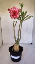 Planta Dobrada 3199 – 40cm – 03 anos - Imagem 2