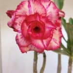 Planta Dobrada 3199 – 40cm – 03 anos