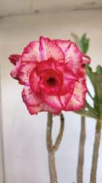 Planta Dobrada 3199 – 40cm – 03 anos