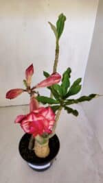 Planta Dobrada 3199 – 40cm – 03 anos - Imagem 4