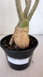 Planta Dobrada 3199 – 40cm – 03 anos - Imagem 7