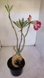 Planta Dobrada 3199 – 40cm – 03 anos - Imagem 6