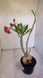 Planta Dobrada 3199 – 40cm – 03 anos - Imagem 5