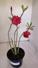 Planta Dobrada 3200 – 35cm – 03 anos - Imagem 2