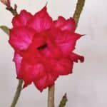 Planta Dobrada 3200 – 35cm – 03 anos