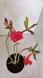 Planta Dobrada 3200 – 35cm – 03 anos - Imagem 4