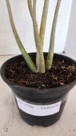 Planta Dobrada 3200 – 35cm – 03 anos - Imagem 7