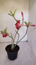 Planta Dobrada 3200 – 35cm – 03 anos - Imagem 6