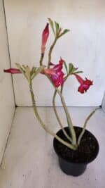 Planta Dobrada 3200 – 35cm – 03 anos - Imagem 5