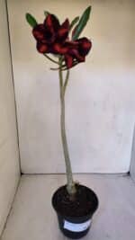 Planta Dobrada 3201 – 35cm – 03 anos - Imagem 2