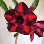 Planta Dobrada 3201 – 35cm – 03 anos