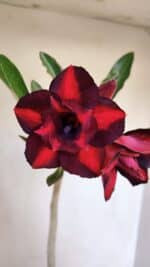 Planta Dobrada 3201 – 35cm – 03 anos