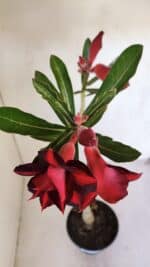 Planta Dobrada 3201 – 35cm – 03 anos - Imagem 4