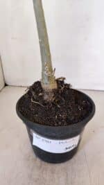 Planta Dobrada 3201 – 35cm – 03 anos - Imagem 7