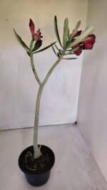 Planta Dobrada 3201 – 35cm – 03 anos - Imagem 6