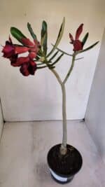 Planta Dobrada 3201 – 35cm – 03 anos - Imagem 5
