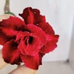 Planta Dobrada 3202 – 30cm – 02 anos