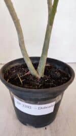 Planta Dobrada 3202 – 30cm – 02 anos - Imagem 6