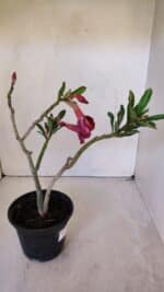 Planta Dobrada 3202 – 30cm – 02 anos - Imagem 4