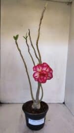 Planta Dobrada 3203 – 35cm – 03 anos - Imagem 2