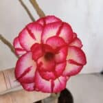 Planta Dobrada 3203 – 35cm – 03 anos