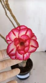 Planta Dobrada 3203 – 35cm – 03 anos