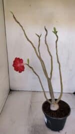 Planta Dobrada 3203 – 35cm – 03 anos - Imagem 6