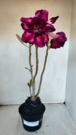 Planta Dobrada 3204 – 35cm – 03 anos - Imagem 2