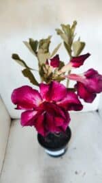 Planta Dobrada 3204 – 35cm – 03 anos - Imagem 4