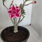 Planta Dobrada 3205 – 35cm – 03 anos