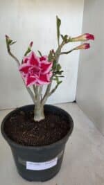 Planta Dobrada 3205 – 35cm – 03 anos