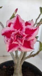 Planta Dobrada 3205 – 35cm – 03 anos - Imagem 3