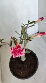 Planta Dobrada 3205 – 35cm – 03 anos - Imagem 4