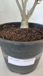 Planta Dobrada 3205 – 35cm – 03 anos - Imagem 7