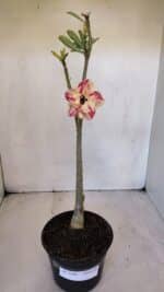 Planta Dobrada 3206 – 35cm – 03 anos - Imagem 2