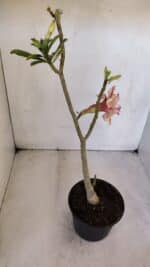 Planta Dobrada 3206 – 35cm – 03 anos - Imagem 5