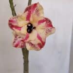 Planta Dobrada 3206 – 35cm – 03 anos