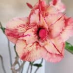 Planta Dobrada 3207 – 35cm – 04 anos